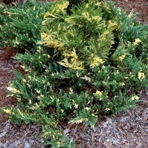 Juniperus chinensis 'Expansa' - Hiina kadakas 'Expansa' C2/2L